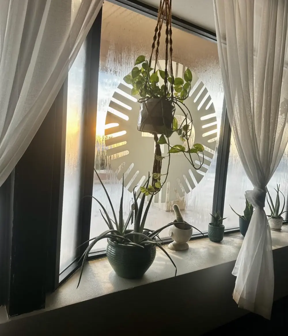 Hanging plants and sheer curtains in the studio
